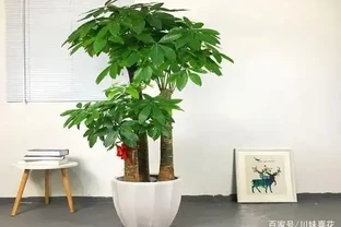 發財樹還擺室內養？很多花友都做錯了，及時改正長新葉還油綠