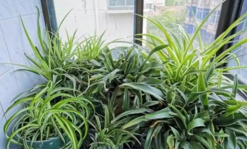綠植怎麼施肥長得旺?只需準備2種肥,長期補充才能枝繁葉茂