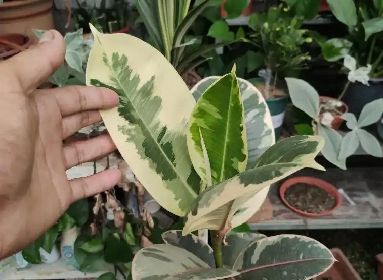 綠植怎麼施肥長得旺?只需準備2種肥,長期補充才能枝繁葉茂