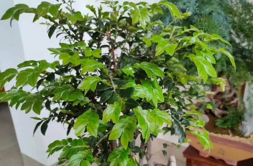 綠植怎麼施肥長得旺?只需準備2種肥,長期補充才能枝繁葉茂