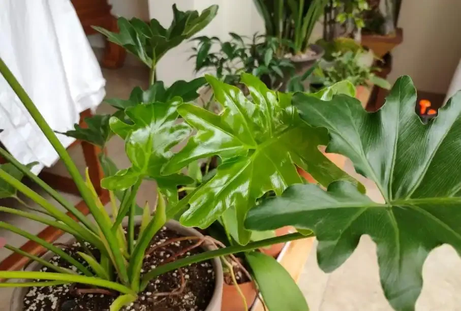 綠植怎麼施肥長得旺?只需準備2種肥,長期補充才能枝繁葉茂