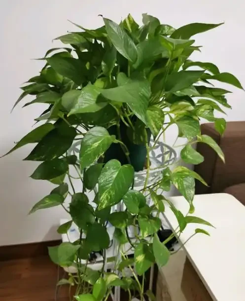 綠植怎麼施肥長得旺?只需準備2種肥,長期補充才能枝繁葉茂