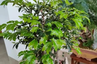 綠植怎麼施肥長得旺？只需準備2種肥，長期補充才能枝繁葉茂
