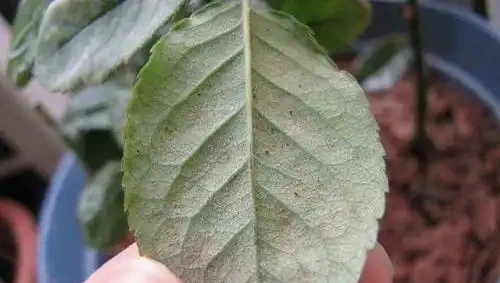 玫瑰黃葉，不懂別瞎治，5大病因，針對防治，省力省錢