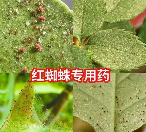 玫瑰黃葉，不懂別瞎治，5大病因，針對防治，省力省錢