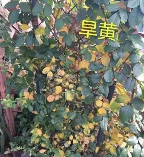 玫瑰黃葉，不懂別瞎治，5大病因，針對防治，省力省錢