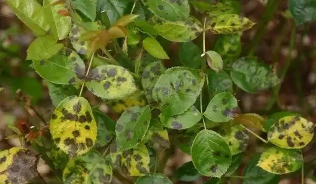 玫瑰黃葉，不懂別瞎治，5大病因，針對防治，省力省錢