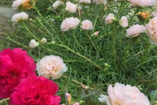 松針牡丹松葉牡丹