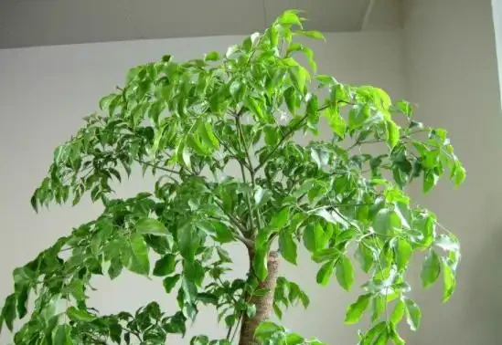 養在室內的幸福樹嚴重落葉，真正原因有2個，趁早調整還有救