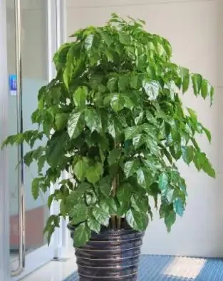 養在室內的幸福樹嚴重落葉，真正原因有2個，趁早調整還有救