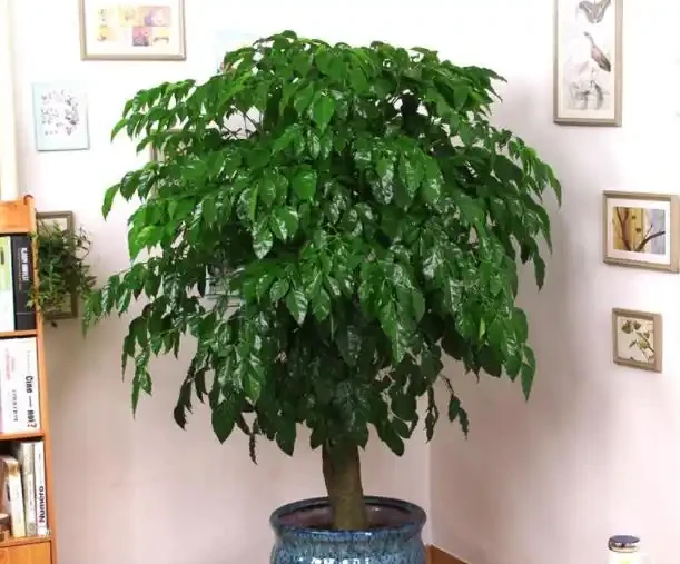 養在室內的幸福樹嚴重落葉，真正原因有2個，趁早調整還有救