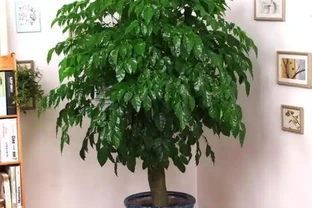 養在室內的幸福樹嚴重落葉，真正原因有2個，趁早調整還有救