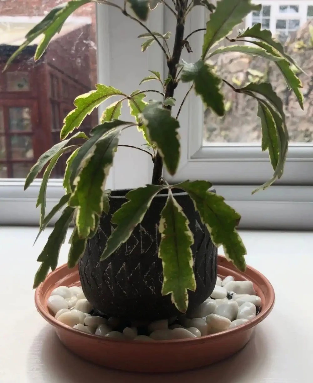自己增加養花的難度,別亂在培養土上鋪石頭,即便是發泡煉石也不行
