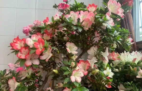 杜鵑花葉子發黑焦枯,原因就這幾個,要及時分析「急救」