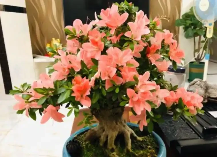 杜鵑花葉子發黑焦枯,原因就這幾個,要及時分析「急救」