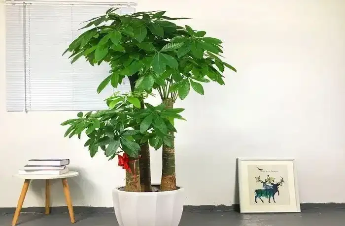 發財樹有「三怕兩不喜」，難怪怎麼都養不活，看了可規避
