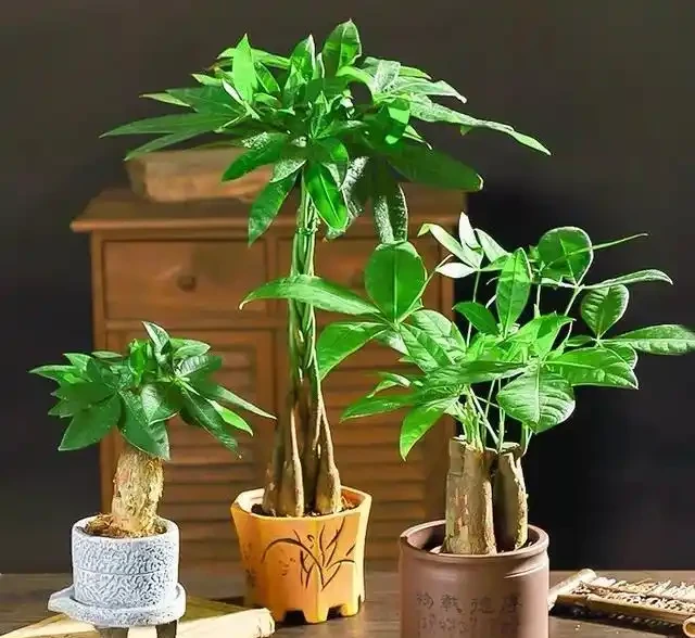發財樹有「三怕兩不喜」，難怪怎麼都養不活，看了可規避