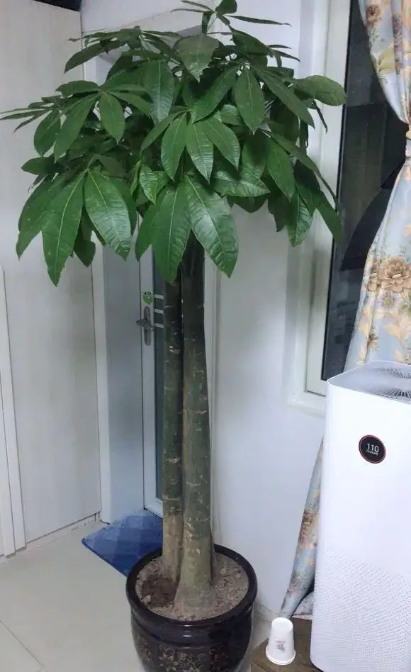 發財樹有「三怕兩不喜」，難怪怎麼都養不活，看了可規避