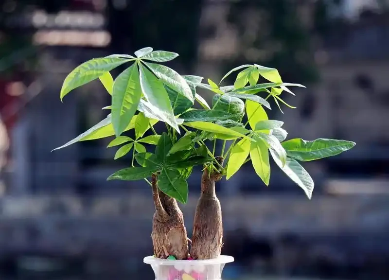 八方來財招財樹,如何養護才能枝繁葉茂,和我一起學養護