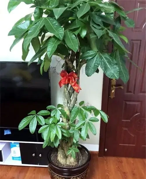 八方來財招財樹,如何養護才能枝繁葉茂,和我一起學養護