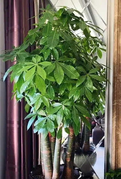八方來財招財樹,如何養護才能枝繁葉茂,和我一起學養護
