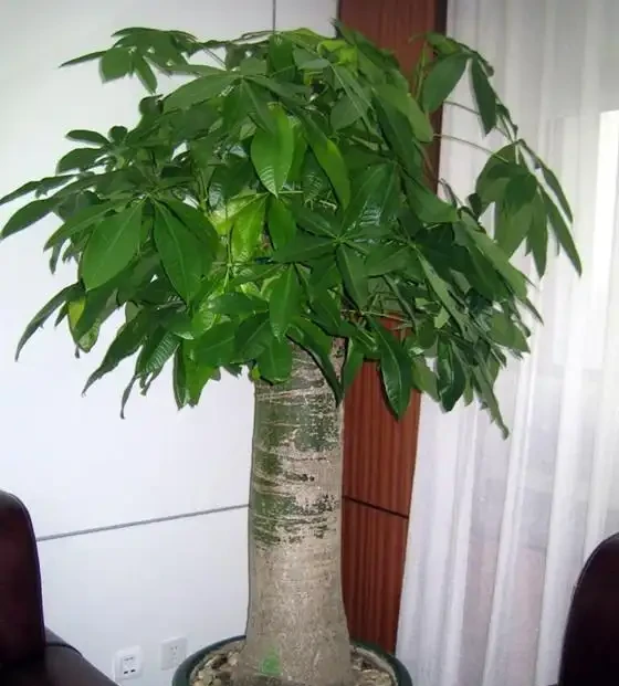 八方來財招財樹,如何養護才能枝繁葉茂,和我一起學養護