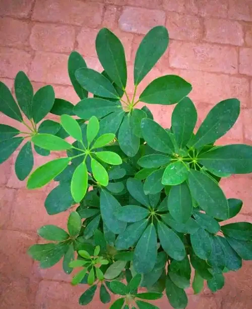 八方來財招財樹,如何養護才能枝繁葉茂,和我一起學養護