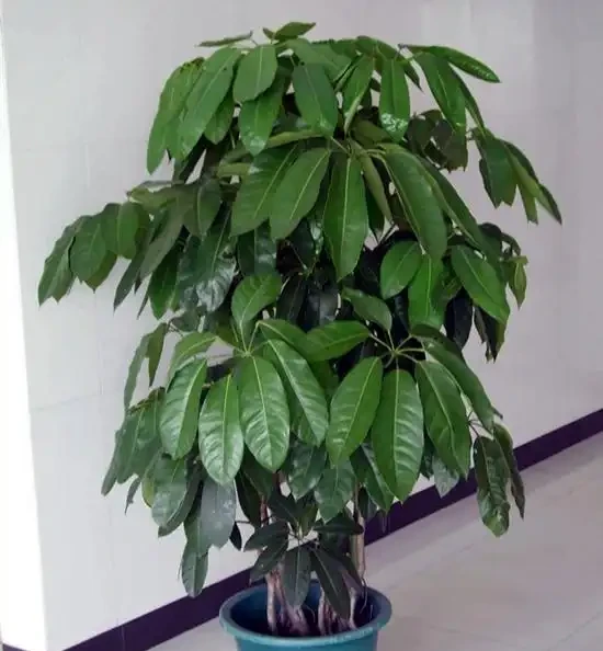 八方來財招財樹,如何養護才能枝繁葉茂,和我一起學養護