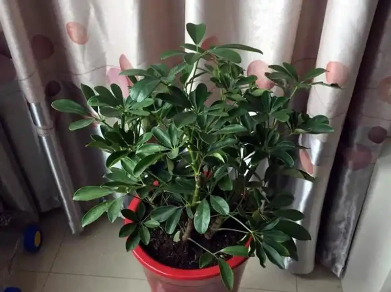 八方來財招財樹,如何養護才能枝繁葉茂,和我一起學養護
