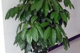 八方來財招財樹，如何養護才能枝繁葉茂，和我一起學養護