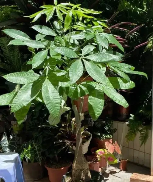 家庭養殖發財樹有「三忌」,花友們一定要記住,這樣才能不腐根