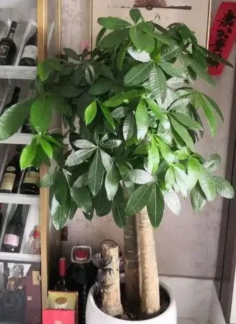 家庭養殖發財樹有「三忌」,花友們一定要記住,這樣才能不腐根