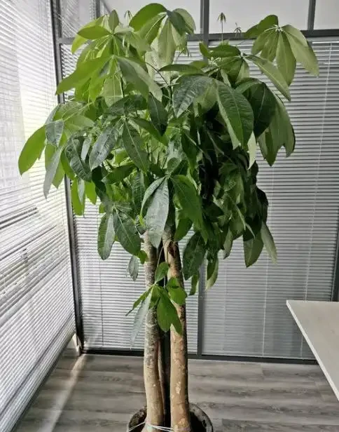 家庭養殖發財樹有「三忌」,花友們一定要記住,這樣才能不腐根