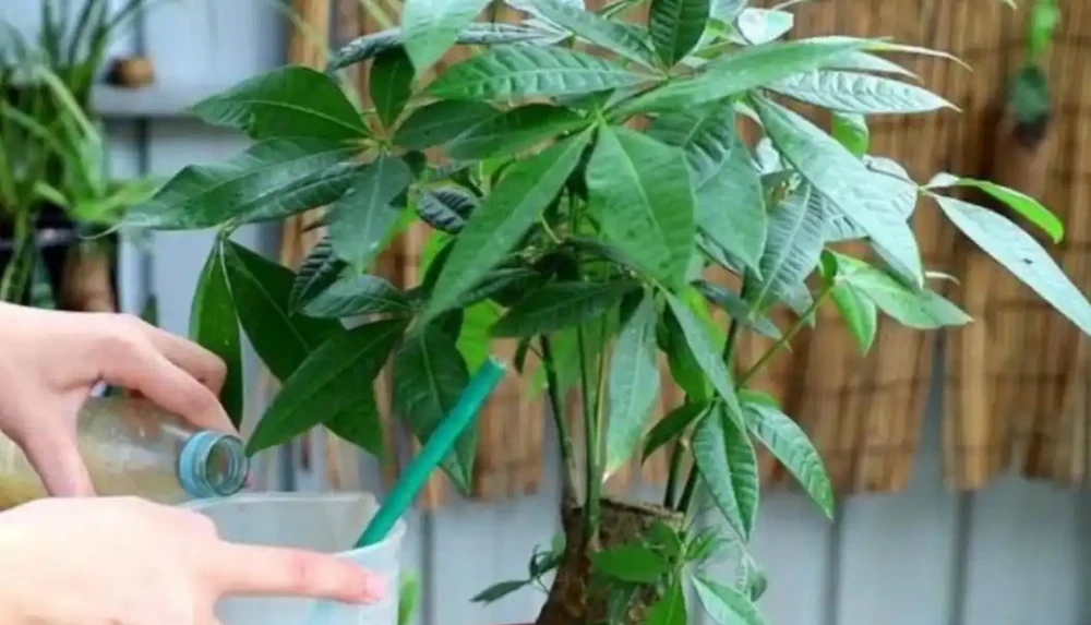 發財樹不用施肥,經常澆點「營養水」,照樣長得枝繁葉茂