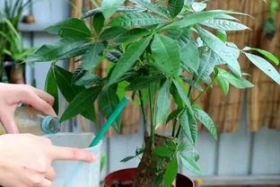 發財樹不用施肥，經常澆點「營養水」，照樣長得枝繁葉茂