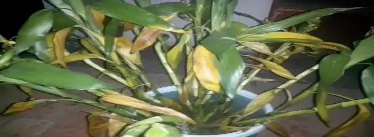 萬年竹變黃了還能恢復嗎?你知道嗎?
