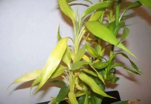 萬年竹變黃了還能恢復嗎?你知道嗎?
