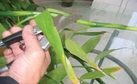 萬年竹變黃了還能恢復嗎?你知道嗎?