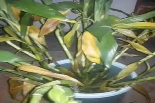 萬年竹變黃了還能恢復嗎？你知道嗎？