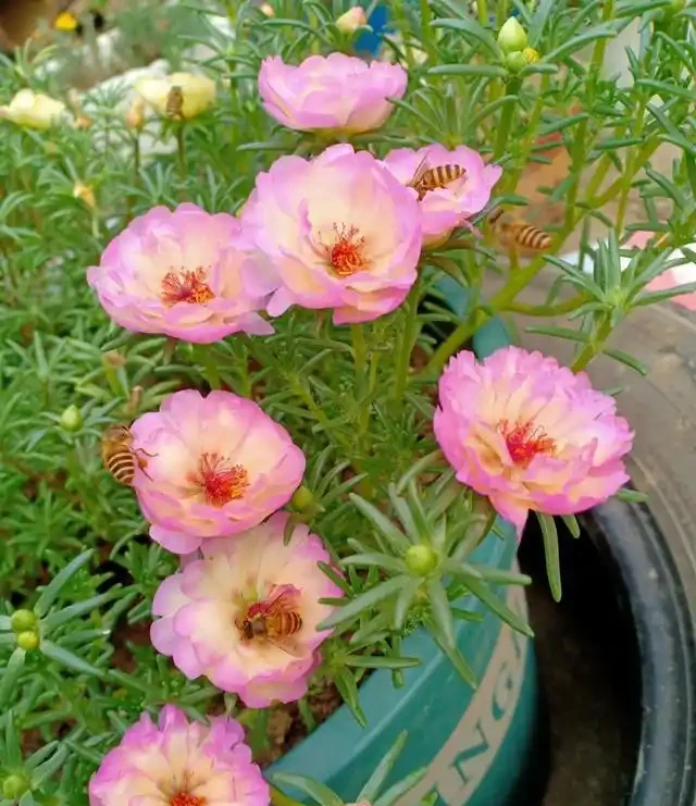 松葉牡丹——粉羽