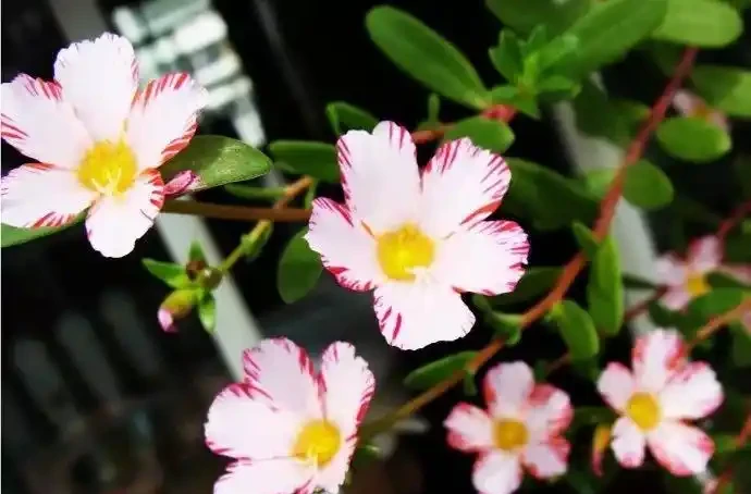 彩漂松葉牡丹