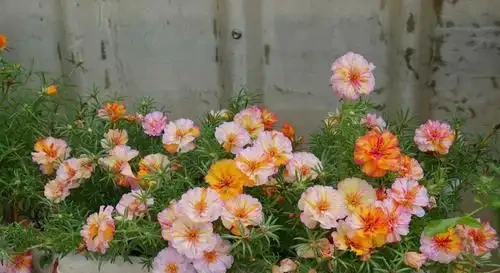 七彩檸檬