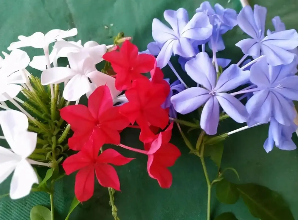 六七月份買花,建議買這3種,特點是:耐熱,生長快,愛開花