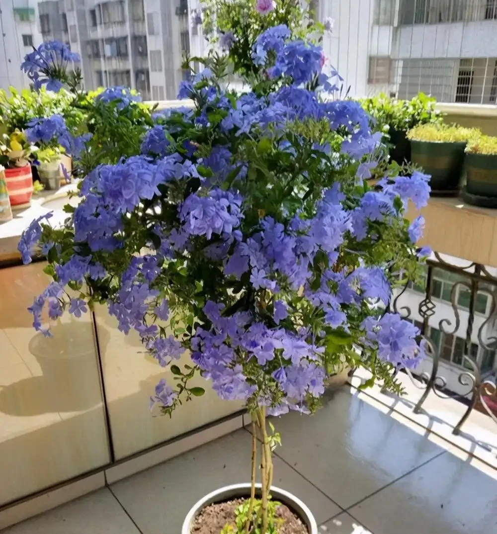 六七月份買花,建議買這3種,特點是:耐熱,生長快,愛開花