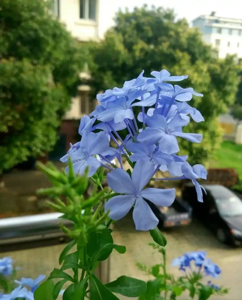 六七月份買花,建議買這3種,特點是:耐熱,生長快,愛開花