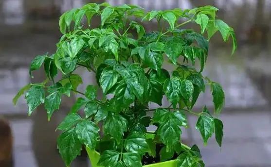幸福樹葉子一碰就掉，葉子發乾怎麼辦？