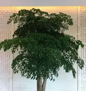 幸福樹葉子一碰就掉，葉子發乾怎麼辦？