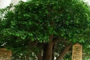 幸福樹葉子一碰就掉，葉子發乾怎麼辦？