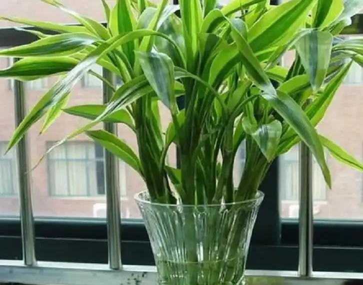萬年竹變黃了還能恢復嗎?你有什麼小妙招嗎?