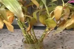 萬年竹變黃了還能恢復嗎？你有什麼小妙招嗎？